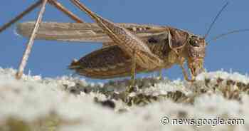 Heuschrecke auf dem Teller: Wo kann ich in Karlsruhe Insekten ... - ka-news.de