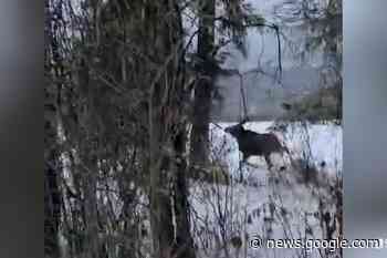 'Scariest moment of my life': Baby B.C. moose rescued after getting ... - Prince George Citizen