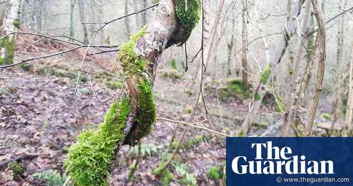 Country diary: Honeysuckle twines its way towards the light | Susie White