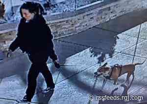 Woman, dog sought in attack at Grand Sierra Resort