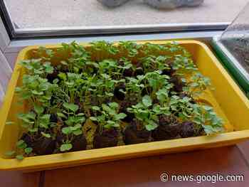 ▷ Mediathek wird Saatgutbibliothek - Eppingen.org