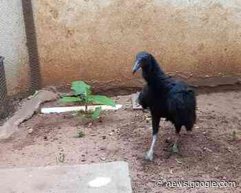 Urubu de estimação é resgatado pela Polícia Ambiental em ... - Caririceara.com