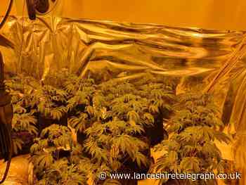 Police find cannabis farm spanning three bedrooms and a loft