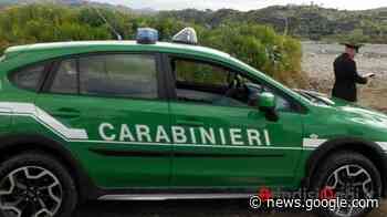 Carabinieri forestali, aumentano i controlli e diminuiscono i reati ... - BrindisiOggi