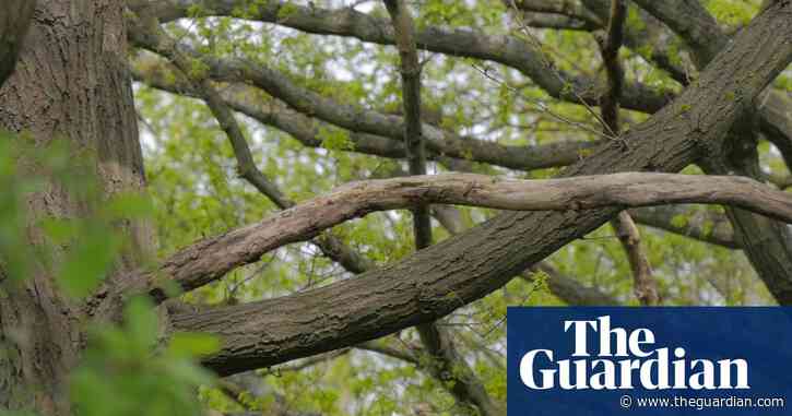 Brockley residents raise £100,000 to save patch of ancient London woodland