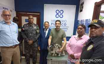 Dicrim recupera dos perros Shih Tzu fueron robados en el Naco - El Nuevo Diario (República Dominicana)