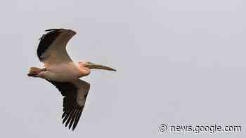 Kurztrip vorbei: Rosapelikan fliegt zurück nach Mannheim ... - hessenschau.de