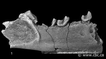 Researchers discover 2 archaic primates who lived in Alberta around 60 million years ago