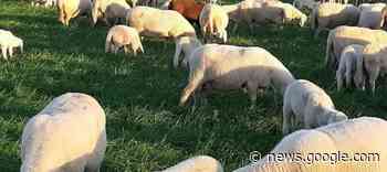 Tramando S'innova, focus sul futuro della lana - Orobie