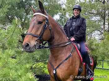 Kingston Police scrap mounted unit program - The Intelligencer