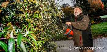 Tipps aus Dormagen: Das ist beim Heckenschnitt bis März zu ... - Rheinische Post