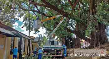 Árvore que sofreu vandalismo recebe novas podas neste sábado ... - Notícia de Limeira