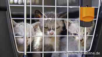 US-amerikanische Airline Frontier bietet Gratisflüge bei Adoption von Katzen an