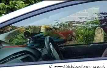 Man jailed after pet Macaw parrot Sura stolen from Richmond Park