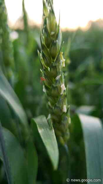 #Midge Busters - wheat midge phermone trap monitoring program ... - CochraneNow.com