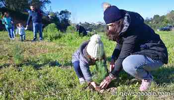 Crianças replantam pinheiros que levaram para casa no Natal - Rede Regional