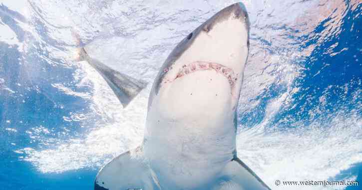 19-Foot Great White Shark Decapitates Diver in Front of Horrified Fishermen in Mexico