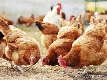 Opnieuw vogelgriep vastgesteld bij pluimveebedrijf in Wervik ... - Focus en WTV