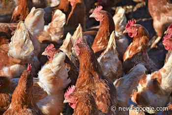 Opnieuw vogelgriep vastgesteld bij pluimveebedrijf in Wervik ... - KW.be