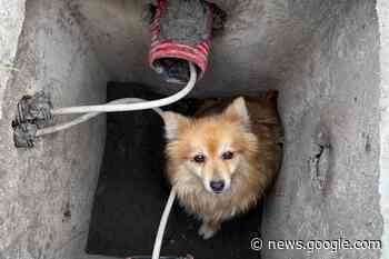 Altamura cane precipita in un tombino, salvato - Pugliapress ... - Puglia Press