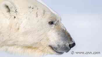 Facing the extremes as an Arctic photographer