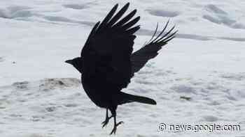 Virus that killed around 100 crows in Chatham-Kent isn't something ... - CBC.ca