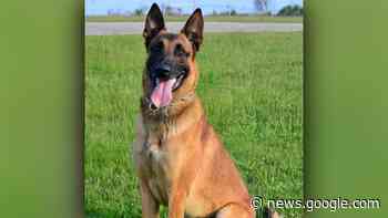 Rhode Island State Police mourn death of beloved K-9 - WLNE-TV (ABC6)