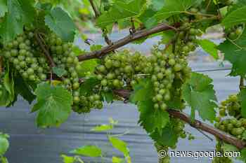 Planning for Rhode Island's food future – Rhody Today - University of Rhode Island