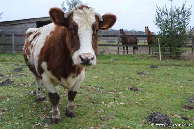 Koe Marie leeft al meer dan tien jaar in extra time omdat haar eigenaars het niet over hun hart kregen haar naar slacht te doen