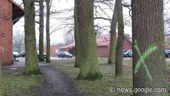 „Neue Dorfmitte“: Bau beginnt und acht Eichen werden weichen - kreiszeitung.de