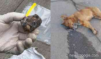 Strage di cani a Giarre: animali uccisi con polpette avvelenate - Livesicilia.it