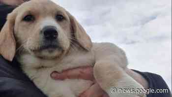Termoli: Rintracciati i proprietari dei labrador - Termoli Online