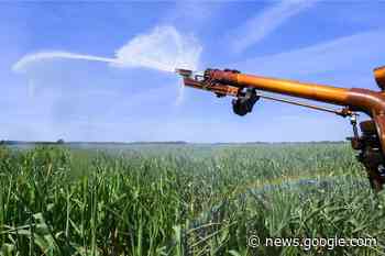 Grüne fordern Handeln beim Grundwasser in Reken - Borkener Zeitung