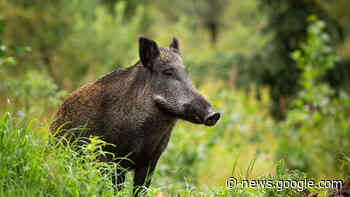 Wildschwein läuft am helllichten Tag durch Attendorn - sauerlandkurier.de