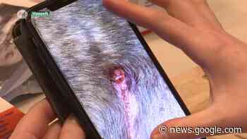 Man en hond in Hasselt aangevallen door wild everzwijn - TV Limburg