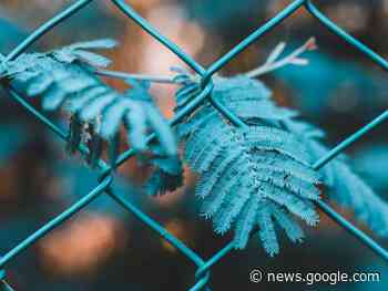 Chainlink (LINK) Price Prediction 2025-2030: Could LINK reach its $9 high soon? - AMBCrypto News