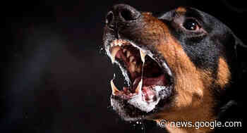 Denuncian desabasto de vacunas antirrábicas en Hermosillo, tras ... - Proyecto Puente