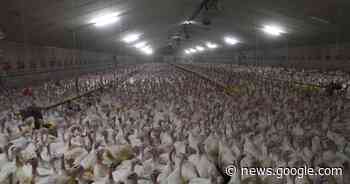 Vogelgriep in kalkoenkwekerij in de Kampstraat | Moorslede | hln.be - Het Laatste Nieuws