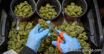 Distributienetwerk voor cannabis opgerold vlakbij grens | Stekene ... - Het Laatste Nieuws