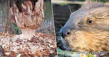 Bezige bevers knagen door dikke boomstammen in Zevergem - Het Laatste Nieuws