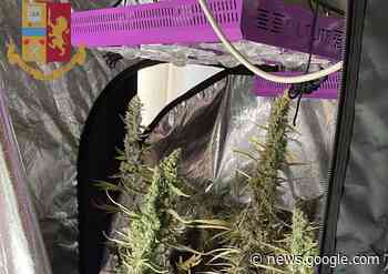 Bomporto, una serra di marijuana in casa: arrestato 31enne italiano - La Pressa