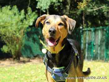 Wirral Globe dog of week: Could you be best pals with Buddy?