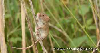 Rare harvest mice set up home at second nature reserve on Northumberland coast