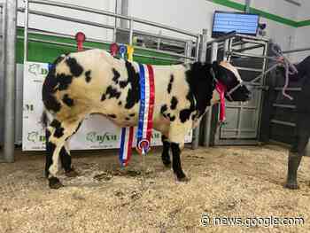 Nun Cote Nook British Blue comes out on top at Darlington - The Scottish Farmer