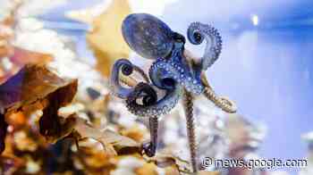 Sachbuch über Sinne: Wie Kraken, Hunde und Buckelzirpen die ... - Kölner Stadt-Anzeiger