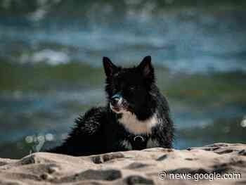 Vacaciones 2023: playas de La Costa que son pet friendly - ámbito.com