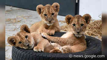 Tierschützer finden Löwenbabys im Koffer – lange Reise ins Glück ... - echo24.de