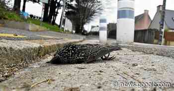 À Brest, des piafs pris en grippe - Le Télégramme