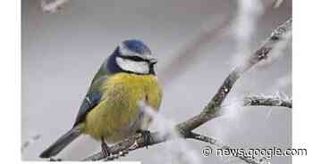 Versmold Aktuell Januar 2023 - Haller Kreisblatt