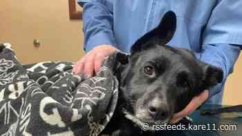 Dog rescued by good Samaritan after being shot